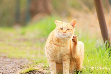 cat on the grass
