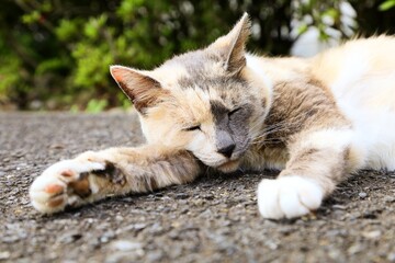 Fototapeta premium cat on the beach