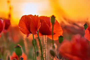 poppies on field in sunset