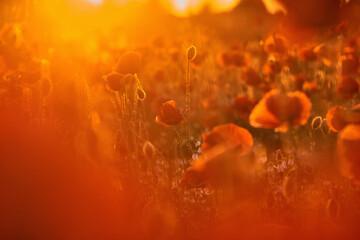 poppies on field in sunset