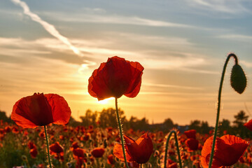 Fototapeta na wymiar poppies on field in sunset
