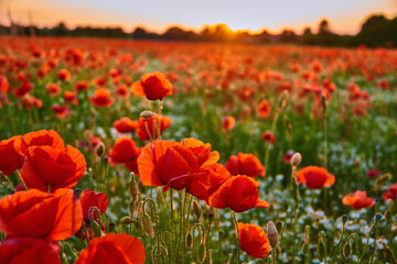 poppies on field in sunset