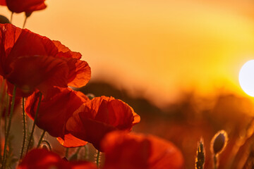 poppies on field in sunset