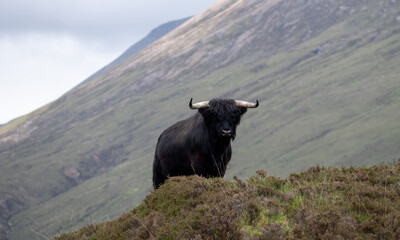 Black haired longhorn Highland cow, also called Highland coo, native Scottish breed, photographed roaming on the hills on the Isle of Skye, Scotland UK.