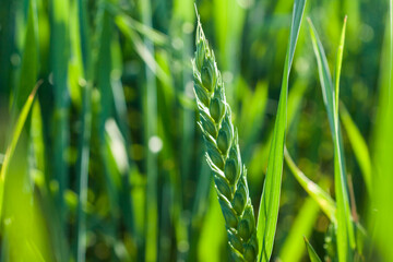 Green wheat field macro nature
