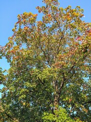 Transforming Green and Red Leaf September Tree