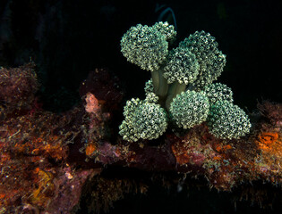 Oxycorynia fascicularis also known as Stalked green Ascidian