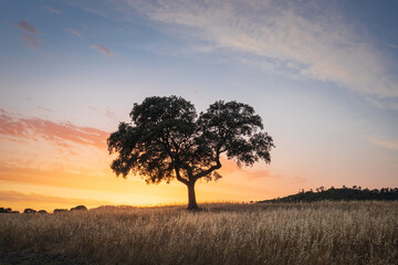 A lonely tree at sunset in Santa Susana, Alentejo, Portugal 