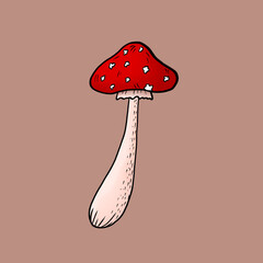 Hand drawn illustration of fly agaric fungi. Botanical forest illustration for design, print, fabric or background. Sketch doodle drawing of magic poisonous mushrooms with red spotted caps.