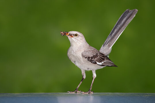 A norther mockingbird carrying  a bumper bee for its baby on the top of a BBQ grill in the backyard