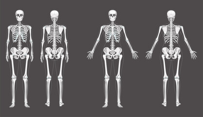 Women Skeleton Human body bones of female concept with different hands position. Lady front and back view. 3D realistic anatomically correct flat girl Vector illustration of anatomy isolated on white