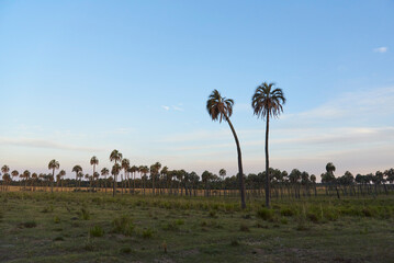 Butia yatay palm grove at sunset, rural landscape in Entre Rios, Argentina.