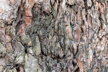 Very rough texture of the bark of a tree.
