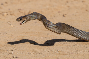 Australian Eastern Brown snake in strike position