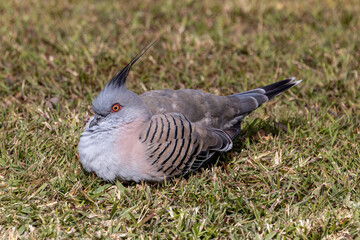 Australian Crested-pigeon resting in sun (Ocyphaps lophotes)
