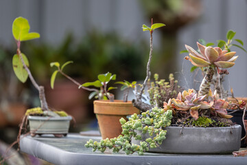 Pot plants and Bonsai on table