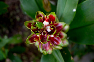 
Swamp cane is a medicinal plant, also known as canarana, purple cane or monkey cane. Open flower seen from above.
