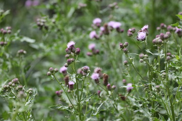 Field of thistles 