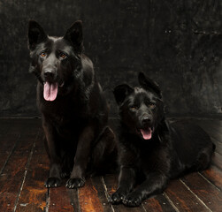 Portrait of two German shepherds of mom and son on a dark background isolated