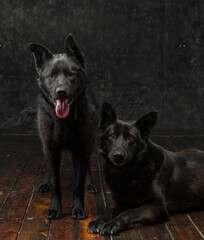 Portrait of two German shepherds of mom and son on a dark background isolated