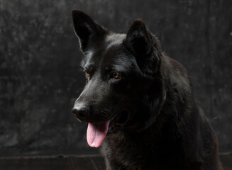 Portrait of a black German shepherd  on a dark background isolated