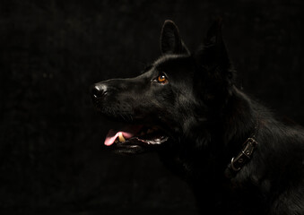 Portrait of a black German shepherd  on a dark background isolated