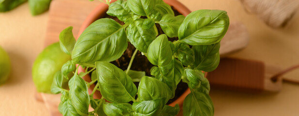 Fresh basil in pot on table, top view