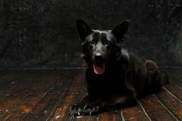 Portrait of a black German shepherd  on a dark background isolated