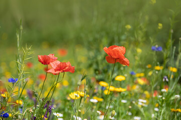 Meadow of colorful summer flowers and read heads of poppies
