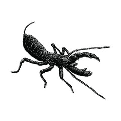 Vinegaroon hand drawing vector illustration isolated on background