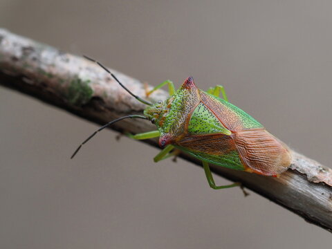 Wipfel-Stachelwanze