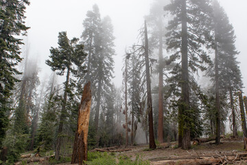Foggy Encroachment - Sequoia Forest, California