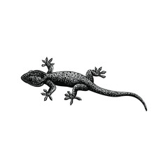 gecko hand drawing vector illustration isolated on background - obrazy, fototapety, plakaty