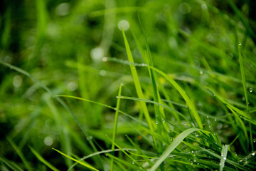 dew on grass