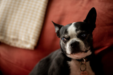 boston terrier portrait