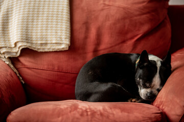 boston terrier sleeping portrait