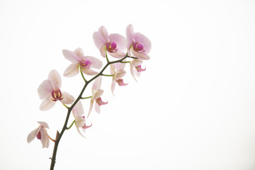 Naklejka na ściany i meble pink orchid flower