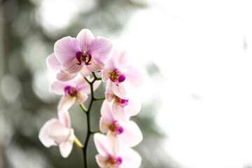 Plakat pink orchid flower
