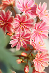 pink and white flowers