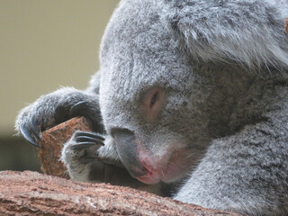 koala in a tree