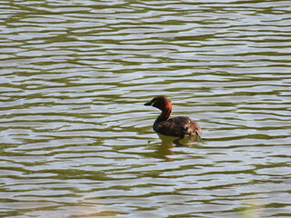 duck on the lake