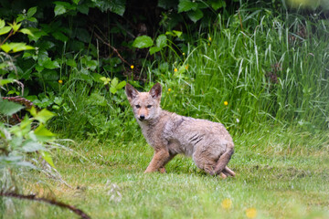 Naklejka na ściany i meble A young coyote pup is aware of it surrounds on a wet summer morning