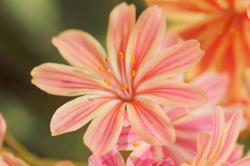orange and pink flower closeup