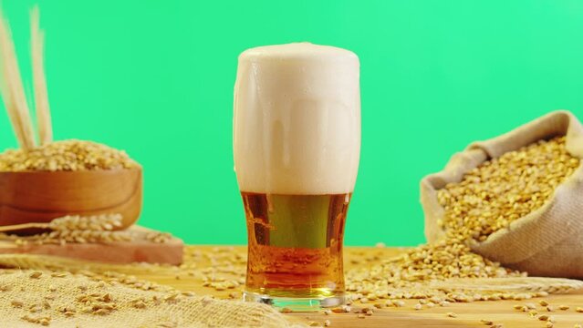Foamy beer in glass close-up. Alcohol golden beer drink in mug. Fresh pale ale on green chroma key background and wheat.