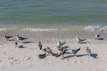 flock of seagulls