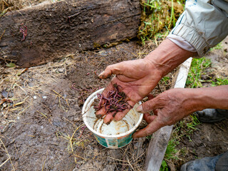 Agricultor juntando lombrices para comida de peces-