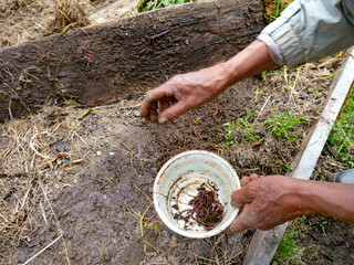 Agricultor juntando lombrices para comida de peces-