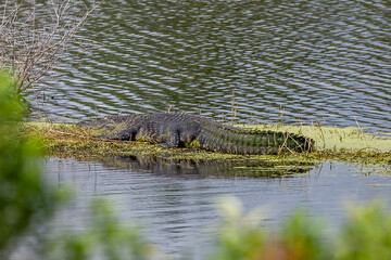 alligator in the swamp - obrazy, fototapety, plakaty