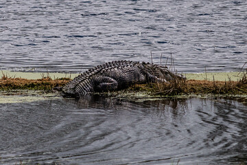 alligator in the swamp
