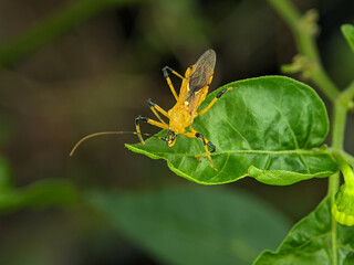 Assassin Bug .The Harpactorinae are a large subfamily of the Reduviidae. About 300 genera and 2,000...